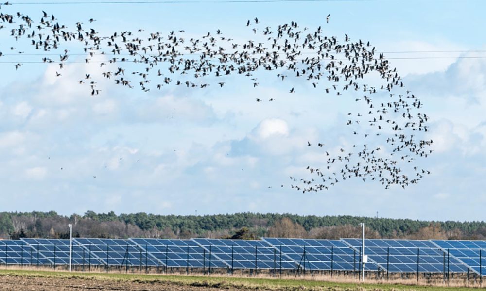 پرندگان بر فراز مزرعه انرژی خورشیدی