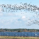پرندگان بر فراز مزرعه انرژی خورشیدی